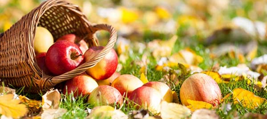 Herbstgerichte im Ristorante Paparazzi in Buelach